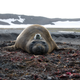 Illustration for article titled Seals With Sensors Help Solve the Mystery of Antarctica's Giant Sea Ice Hole
